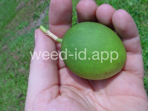 passionflower, maypop